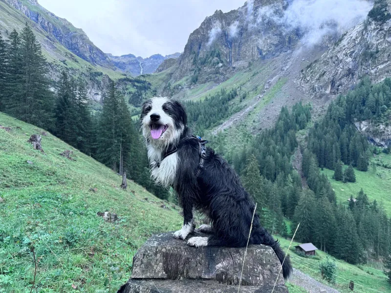 Hund auf Stein im Hintergrund sind Berge und eine hügelige Landschaft