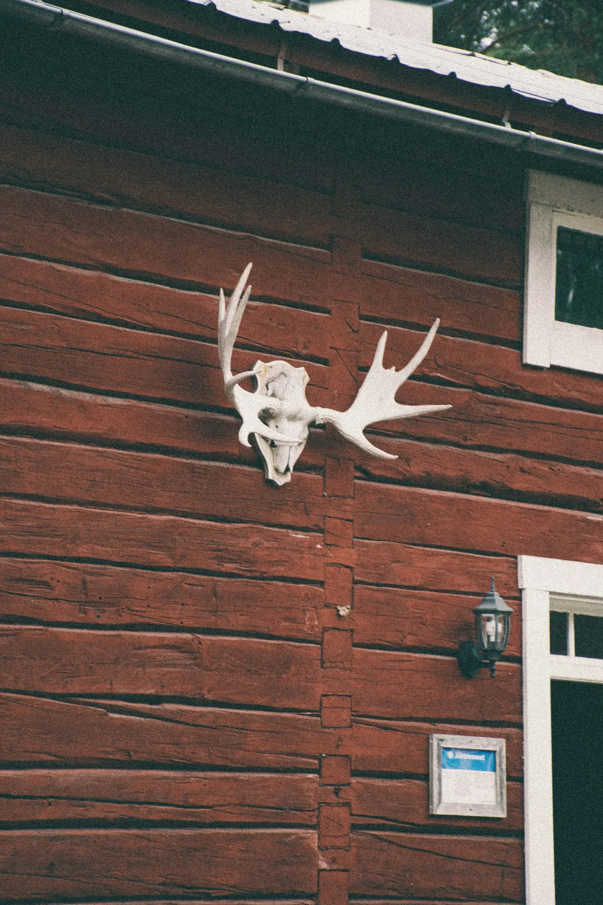 Rote norwegische Hauswand mit weissem Elchgeweih