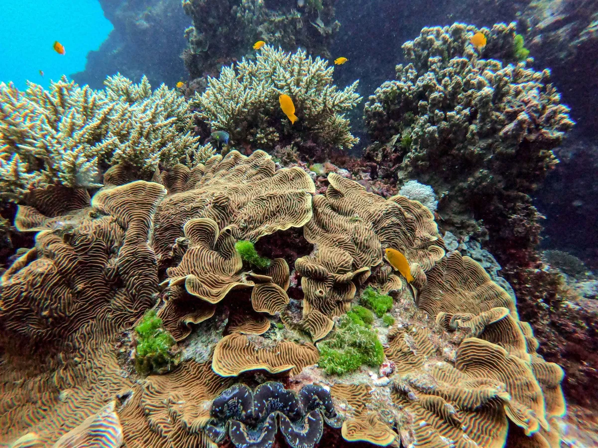 Great Barrier Reef Unterwasseraufnahme mit bunten Fischen
