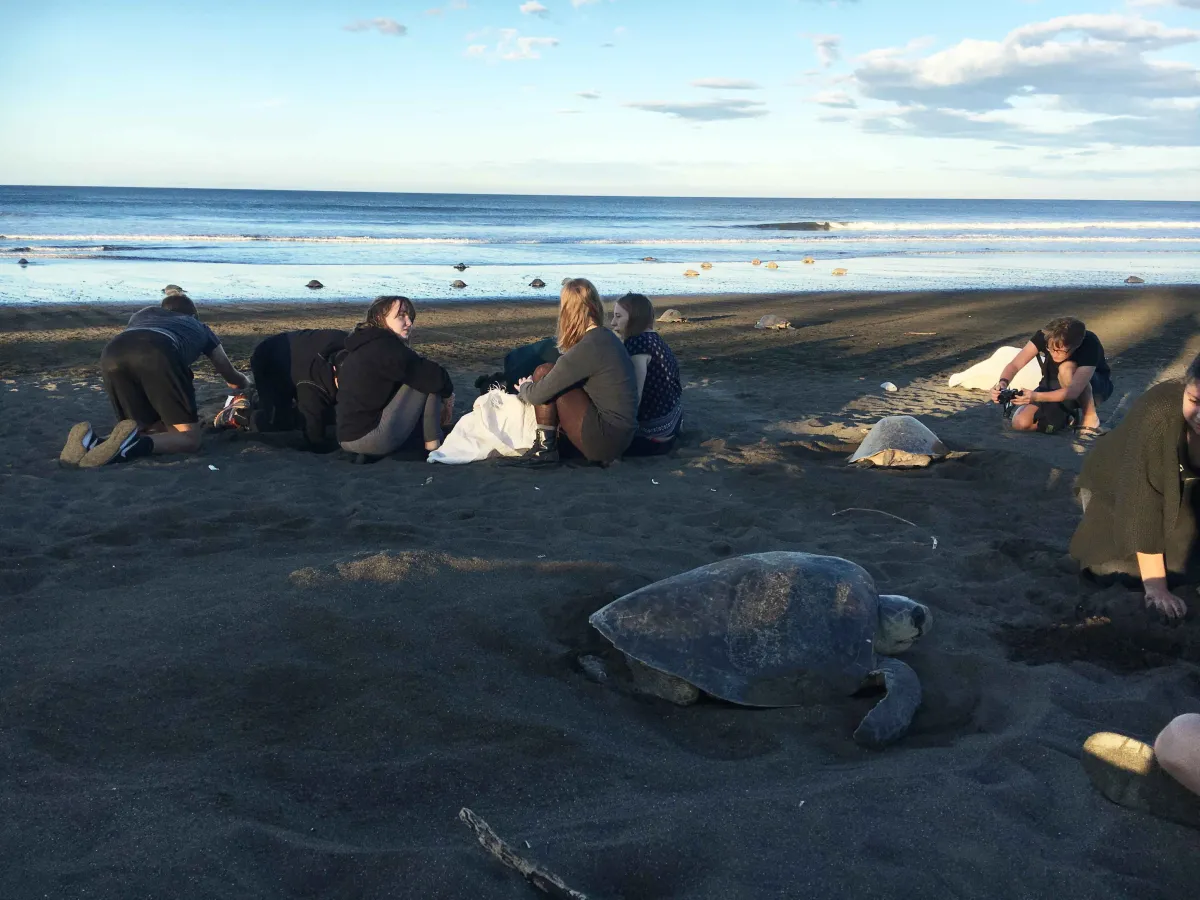 Schüler sitzen am Strand in Costa Rica zwischen Riesenschildkröten