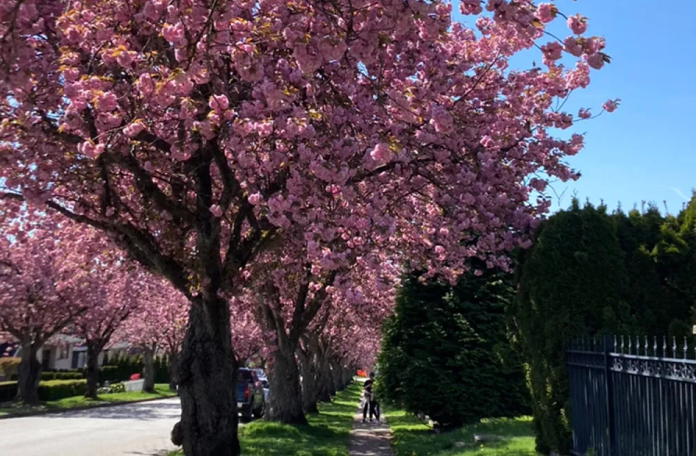 Trees Bloom