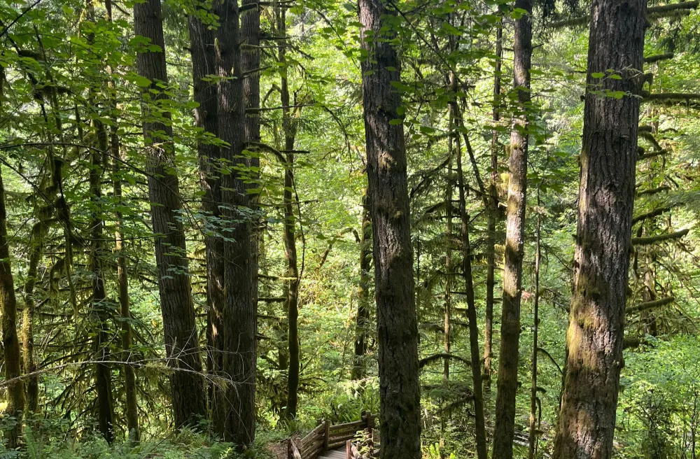 CA_Wald_mit_Holzweg