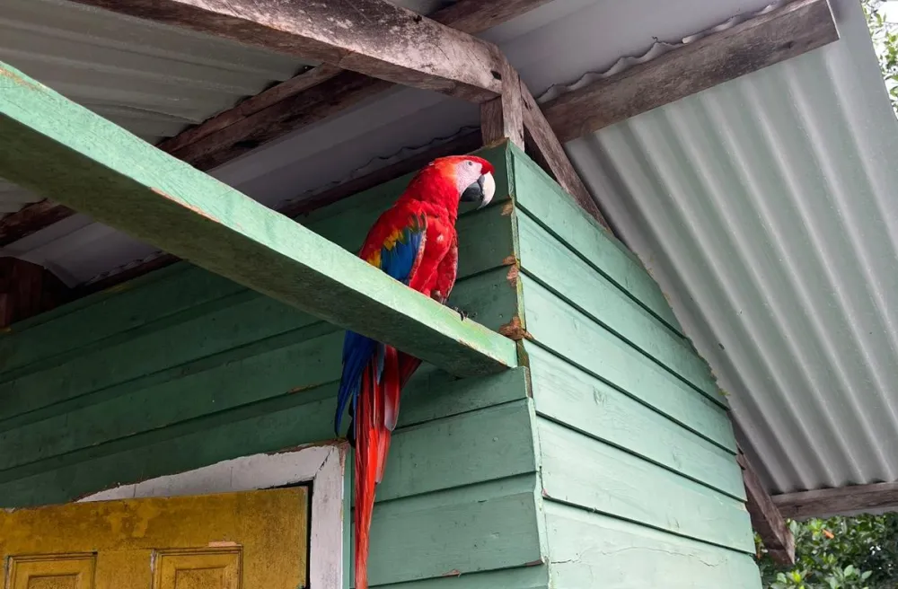 Costa Rica Papagei auf einem Holzbalken am Haus