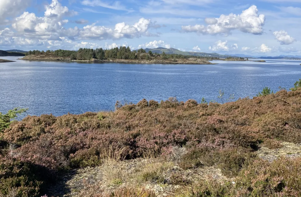 Norwegische Küstenlandschaft, Heide, Fjord, blauer Himmel, Vassøy
