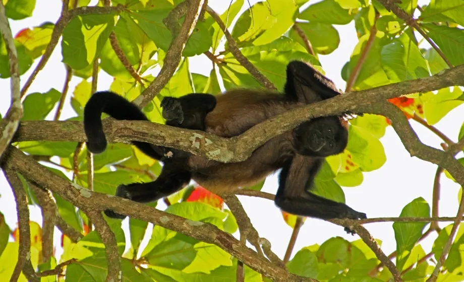 Kleines Äffchen im Baum im Dschungel