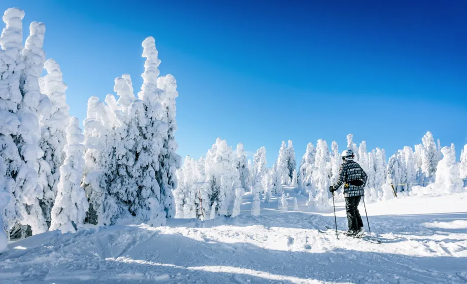 Skifahrer auf Piste unter verschneiten Bäumen mit blauem Himmel