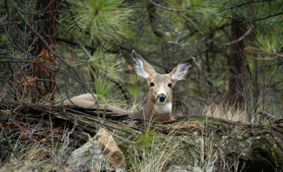 Reh im Wald liegend auf Boden direkt in Kamera blickend