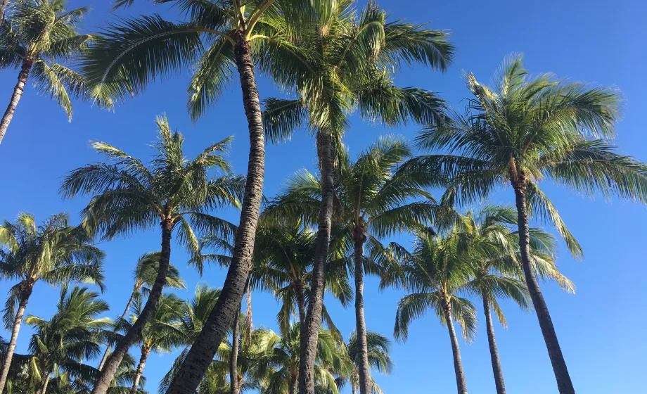 Palmen mit blauem Himmel